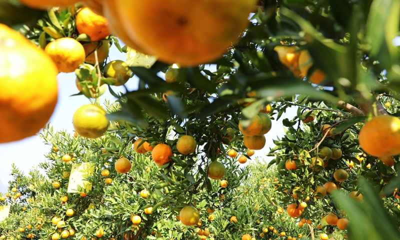 贵州桐梓：特色产业遍地开花乡村振兴蓬勃发展(图1)