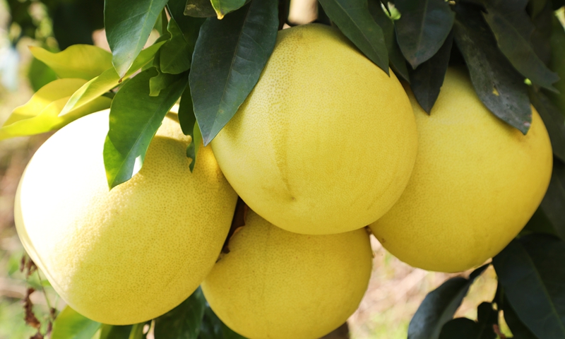 贵州桐梓：特色产业遍地开花乡村振兴蓬勃发展(图2)